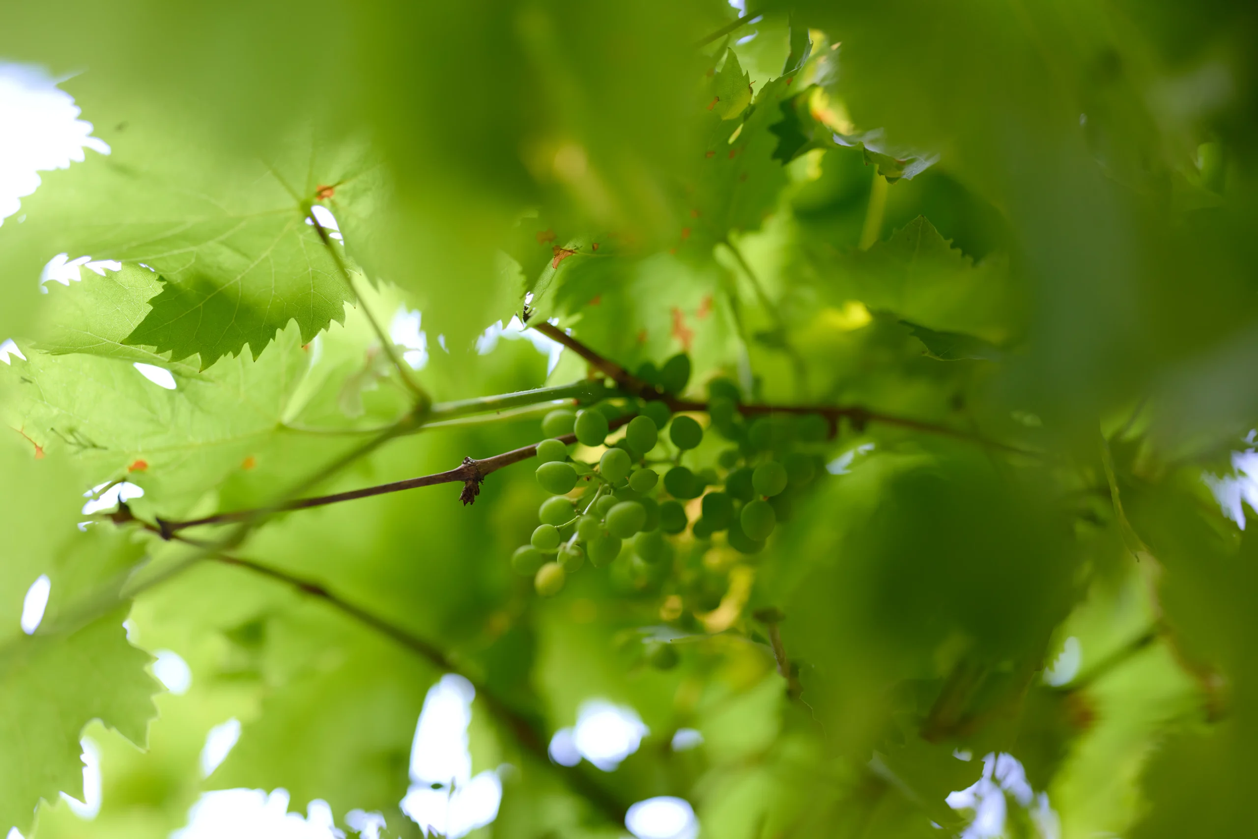 Vin & Spiritueux - photographie 31