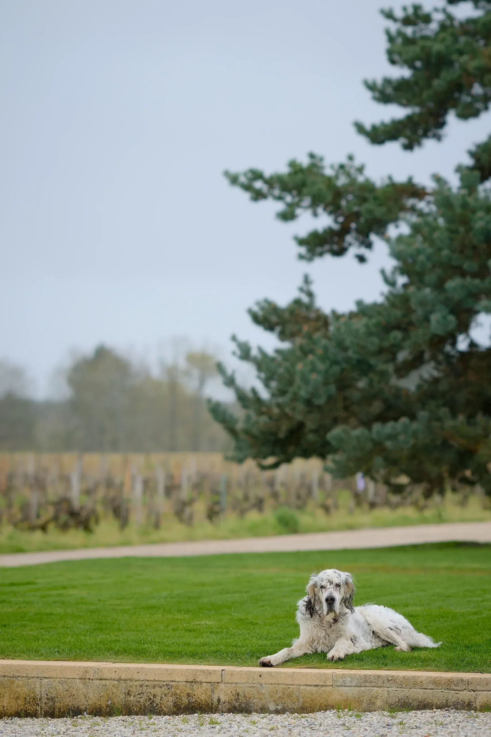 Vin & Spiritueux - photographie 133