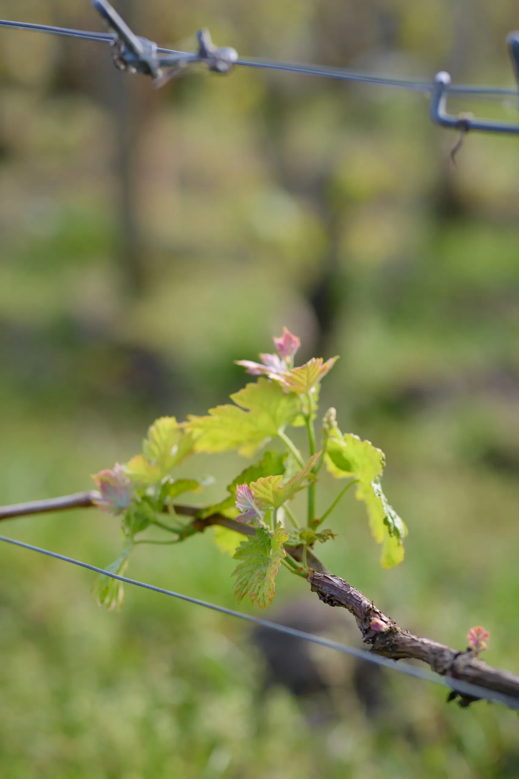 Vin & Spiritueux - photographie 138